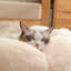  Lit pour animal de compagnie en forme de fleur avec fond antidérapant Elyzabeth-965344557-965344546