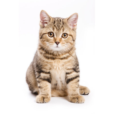 Chaton britannique sur fond blanc - Photographie sur toile tendue