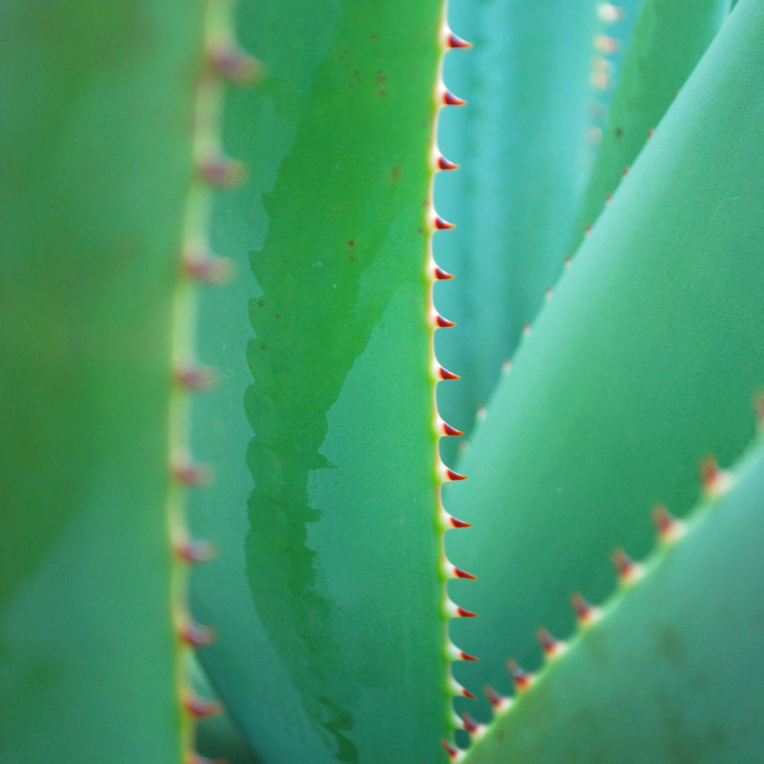 Leinwandbild Aloe Background