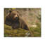 Art mural majestueux avec ours brun-1900470945