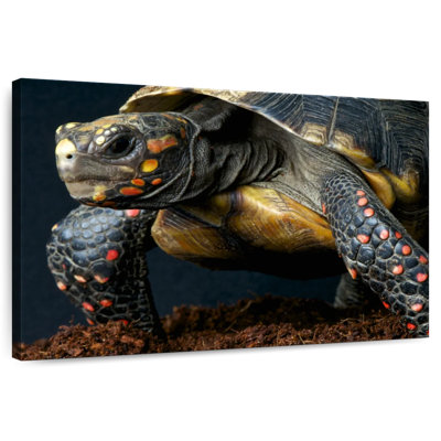 Tortue à pieds rouges