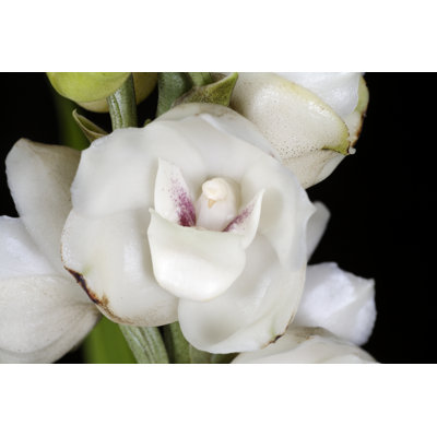 Peristeria Elata - Photographie sur toile tendue