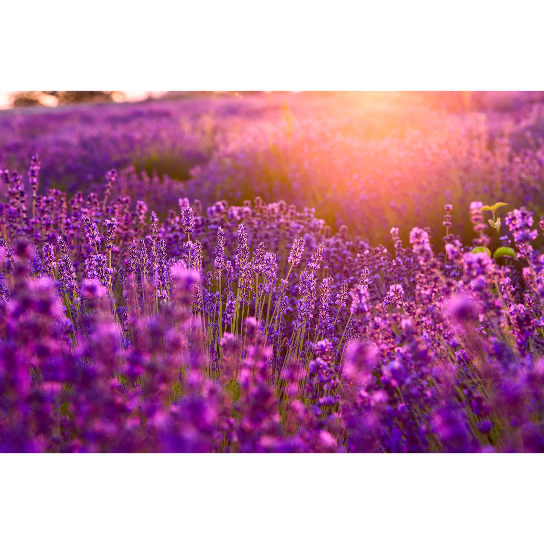 Leinwandbild Lavender Field in Tihany, Hungary