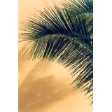 Palm Frond Print