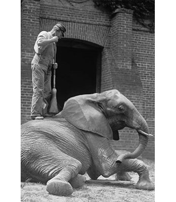 umebina The Elephant Gets A Brooming By A Zookeeper  Photograph Print
