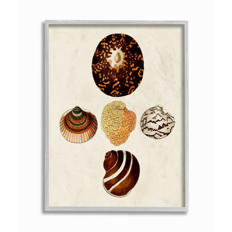 Coquille de mer antique à motif nautique rétro vintage par W.W. Knorr - impression d'art graphique, H 14 po x l 11 po