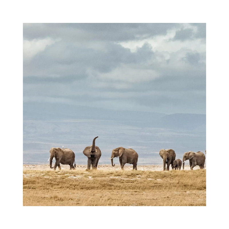 Colour Elephant Herd by Klaus Tiedge - Wrapped Canvas Print, 66.04 cm H x 66.04 cm W x 3.175 cm D