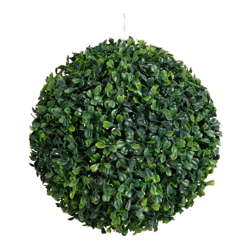 Buxus Plant, 26cm H x 26cm W x 26cm D, Green