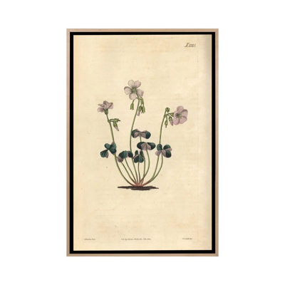 Purple-Coloured Wood-Sorrel, Oxalis Violacea. by Florilegius - Gallery-Wrapped Canvas Giclée on Canvas