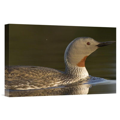 " Red-Throated Loon "