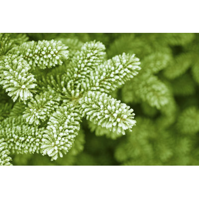 Frosty Pine Leaf par Ithinksky