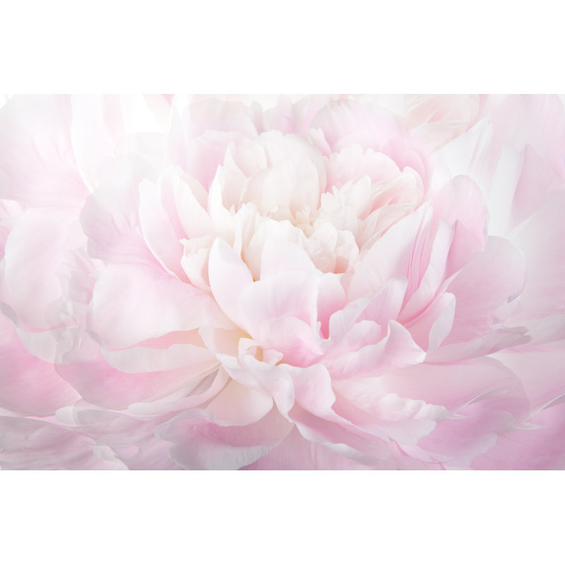 Floral Abstract Background by Ksenia_Pelevina - Wrapped Canvas Print, 81cm H x 122cm W