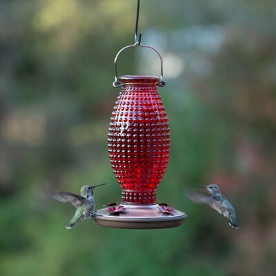 Bird Feeders You'll Love | Wayfair