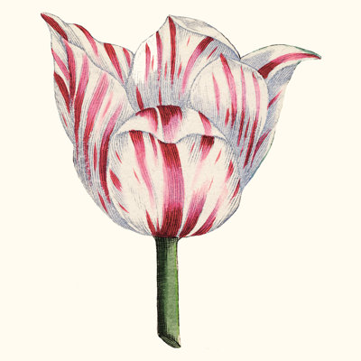 Tulip Garden I by Vision Studio - Wrapped Canvas Print