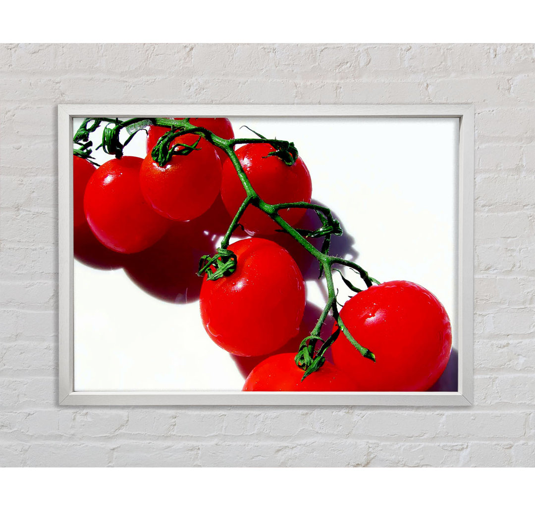 Rote Kirschtomaten Rebe - Drucken