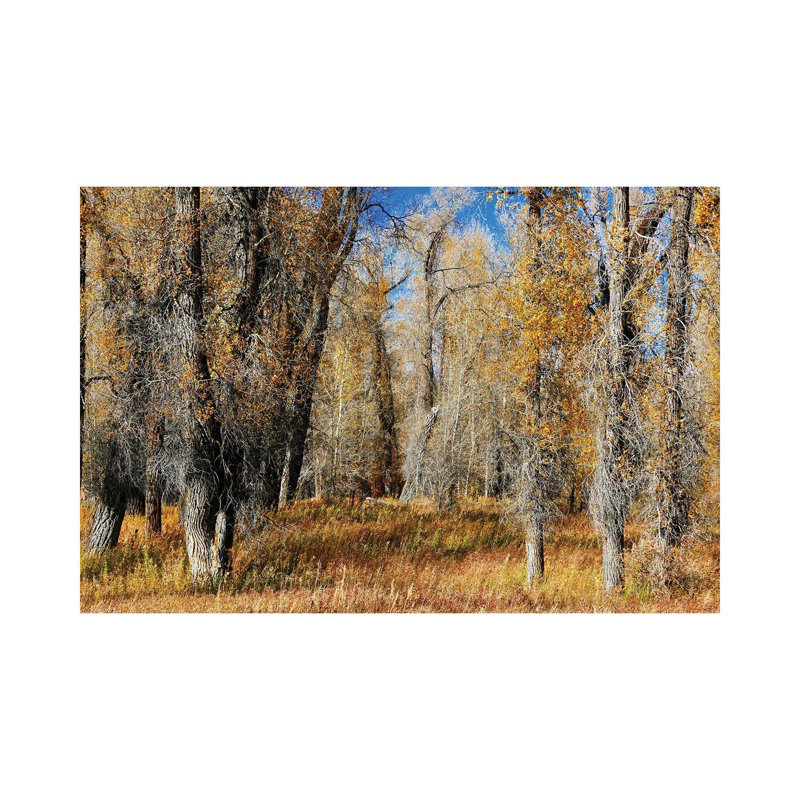 A Field Of Autumn Trees by Susan Vizvary - Wrapped Canvas Print, 30.48 cm H x 45.72 cm W