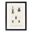 Beetle Illustrations PL.9 by Charles D'Orbigny - Single Picture Frame Print-55544057-55544058
