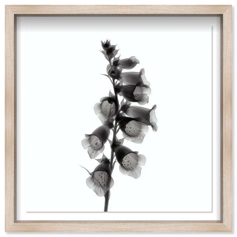 Ossified Petals II Shadowbox Floral & Botanical Print by Oliver Gal, Black Frame, 12 x 12, 41.5"H x 41.5"W