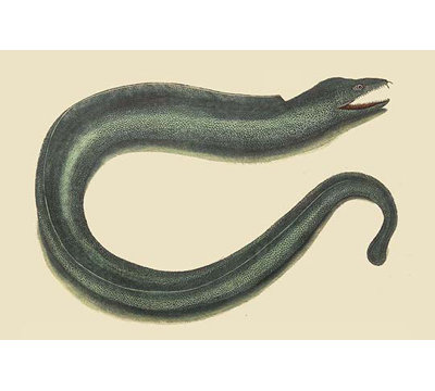 « moray eel » par catesby catesby-impression d’art graphique