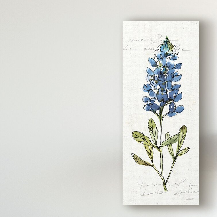 Texas Bluebonnet, flower | Illustration by Claire Rollet