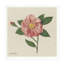 Wild Rose Print-637457522