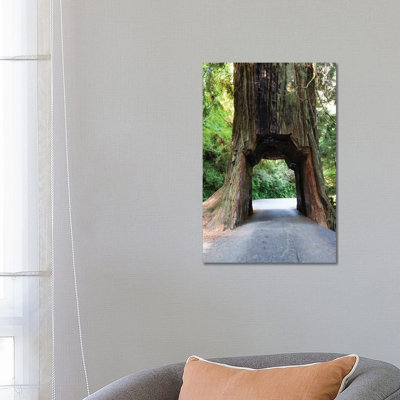 Chandelier Tree in Drive-Thru Tree Park, Redwood National and State Parks, California, USA 1 Piece Wrapped Canvas Wall Art