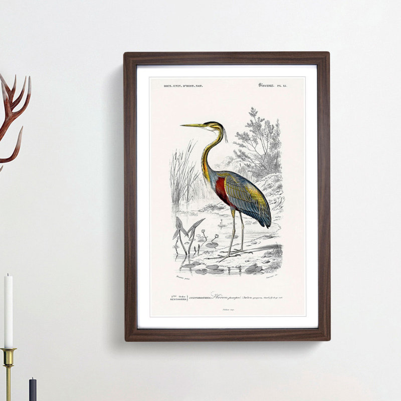 Heron by Charles D'Orbigny - Picture Frame Painting Print, 48cm H x 36cm W x 2cm D, Walnut Framed