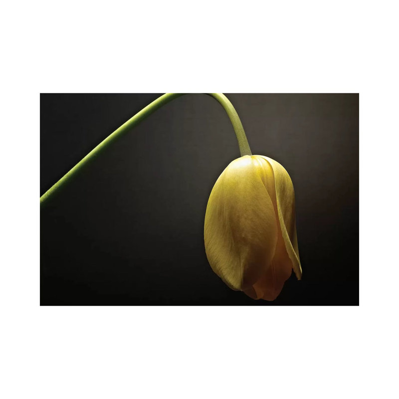 Studio Flowers IX 1 Piece Wrapped Canvas Wall Art, 101.6 cm H x 66.04 cm W x 1.91 cm D