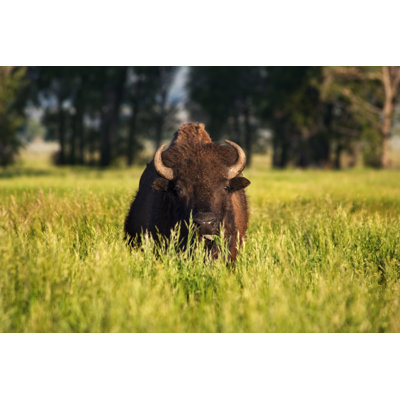 Bison broutant par Sara_Winter