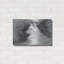 «White Shepherd In Gray» par Robert Campbell-1340757539