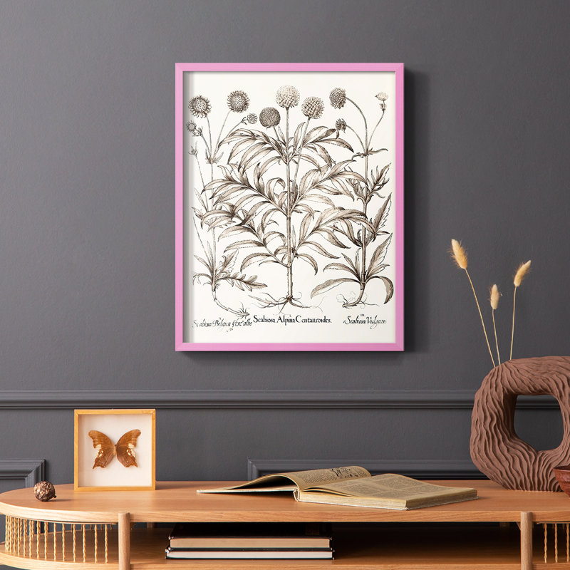 Sépia Besler Botanicals IV, reproduction encadrée - bois massif, Rose, H 10 po x l 8 po