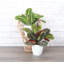 Live Prayer Plant Set in Classic Pots-78391163