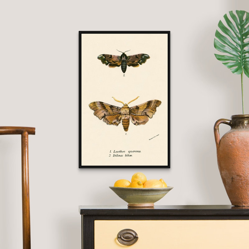 Papillons par English School - reproduction sur toile, Cadre noir, H 26 po x l 18 po x P 1,75 po