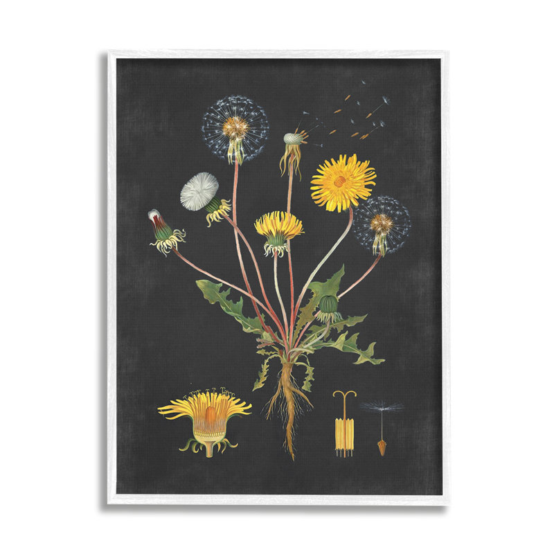 «Botanical Dessin Dandelion On Black Design», impression, H 14 po x l 11 po, Giclée encadrée blanc bord de mer