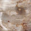 Petrified Wood Organic Sculpture-436953486