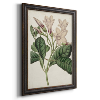 Toile encadrée de qualité supérieure Antique Botanical Collection