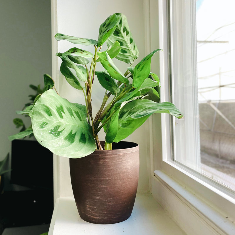 Live Green Prayer Plant in Classic Pot, Copper