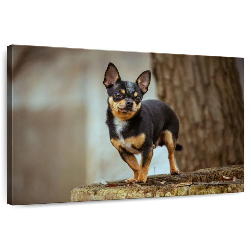Tri Chihuahua, H 20 po x l 30 po