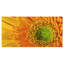 «Yellow Daisy Gerbera», gros plan - impression sur toile tendue-25565641