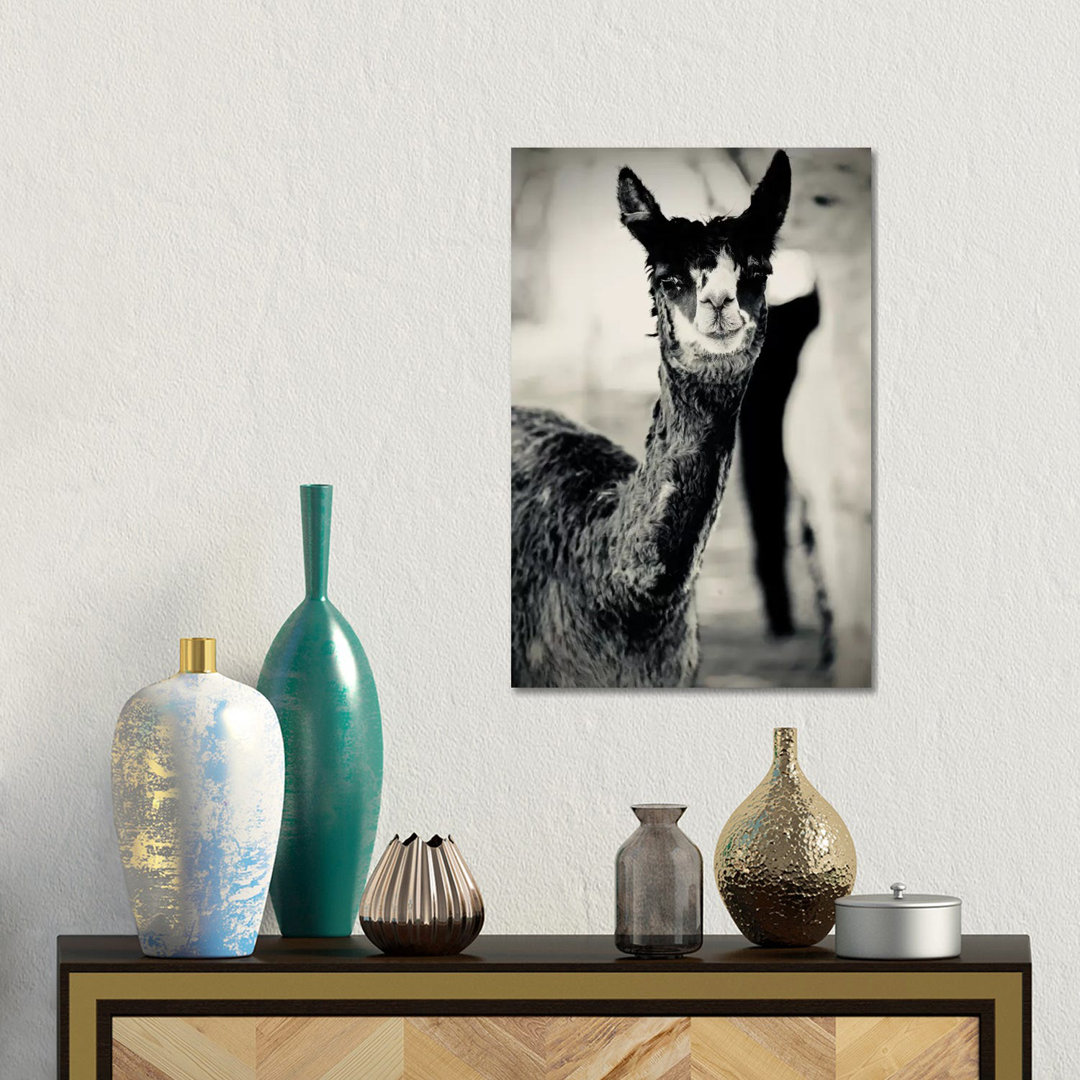 Happy Alpaca In Black And White von Susan Vizvary - No Frame Gallery-Wrapped Canvas Giclée on Canvas