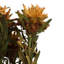 Plumosum Arrangement-94734888