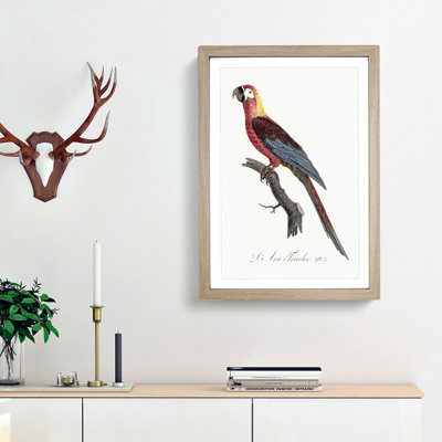 Cuban Macaw Parrot by F. Levaillant - Framed Print