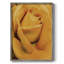 «Soft Flower Petals IV», reproduction encadrée - bois massif-2021950785