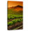 Carneros Vineyard Twilight