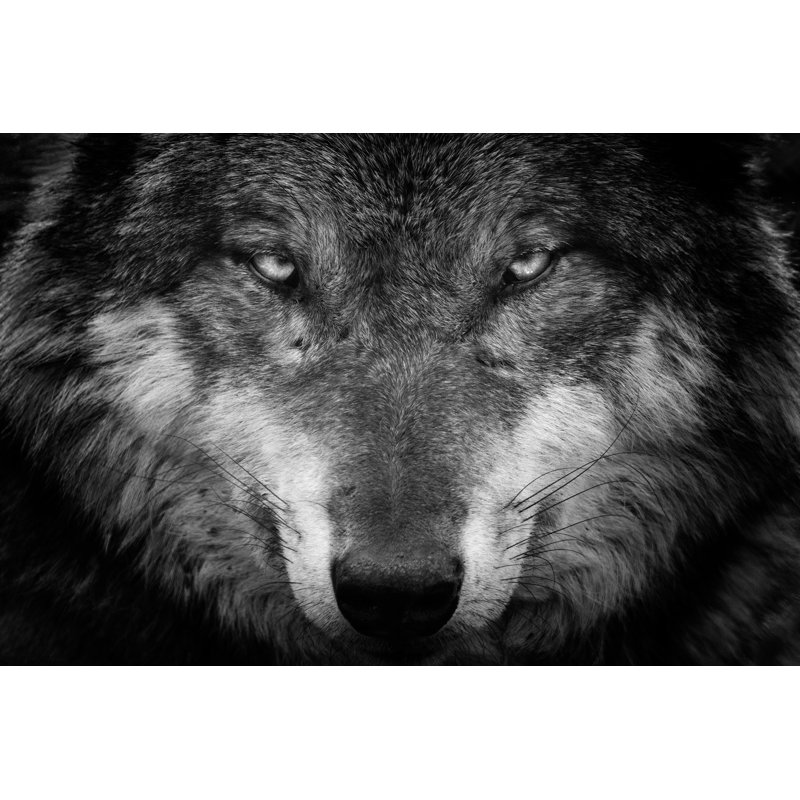 Papier peint loup noir Wallart, Toile tendue, H 24 po x l 36 po x P 1,5 po