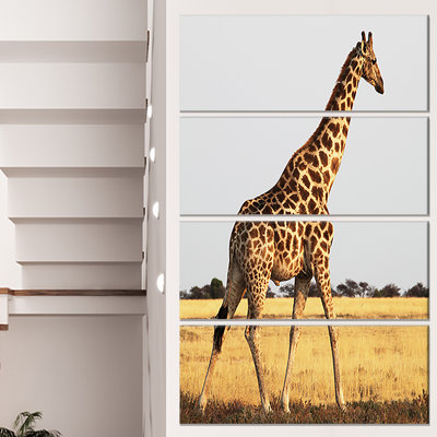 " Single Giraffe In Africa Walking "