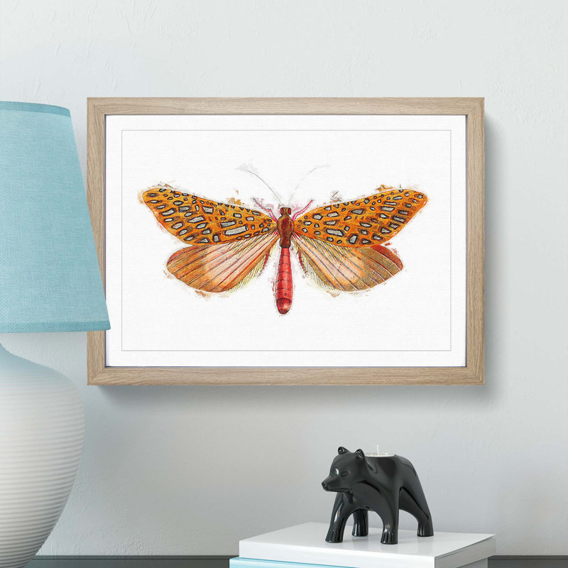 Venus Moth by George Shaw - Framed Print, 36cm H x 48cm W x 2cm D, Oak Framed