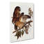 Boobook Owls by Elizabeth Gould - Wrapped Canvas-55361795