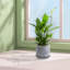 Ensemble de pots à fleurs en céramique émaillée faite à la main gris de 2, 6 po et 8 po de diamètre, à nervures verticales, pour les plantes d'intérieur et d'extérieur, pour les plantes grasses et les tables, en argile respirante avec soucoupes