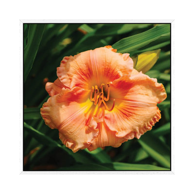 Daylily Garden VII by Bethany Young - Print on Canvas